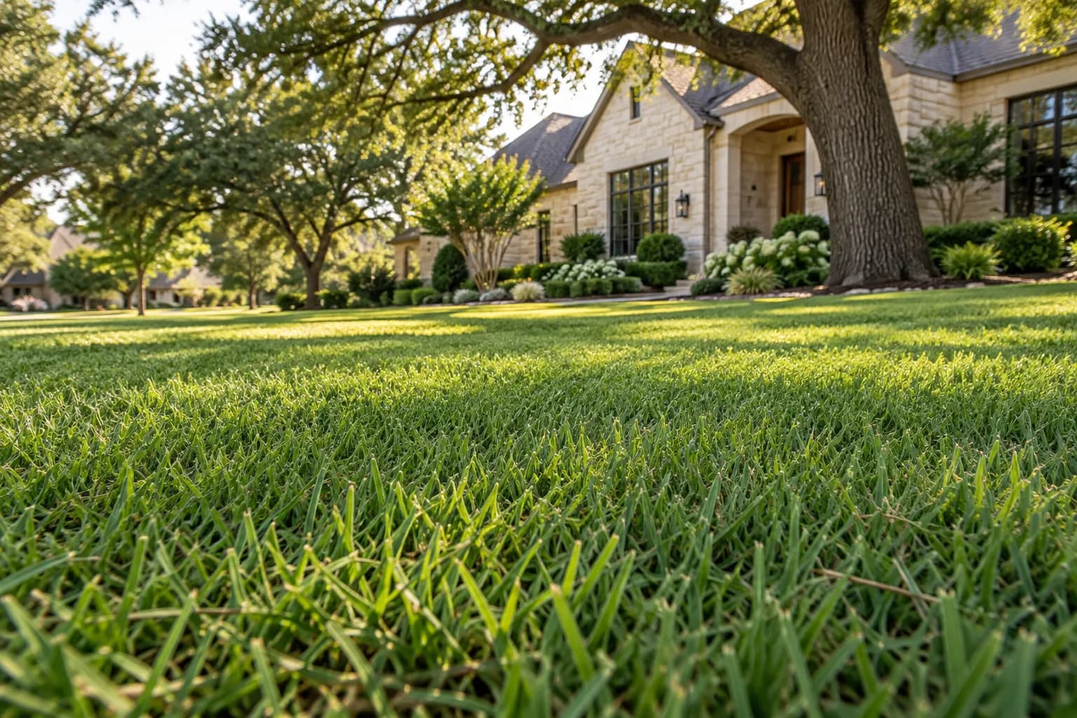 Dense Bermuda grass seen at ground level in warm afternoon light